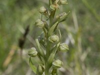Dactylorhiza viridis 23, Groene nachtorchis, Saxifraga-Willem van Kruijsbergen