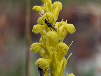 Dactylorhiza viridis 26, Groene nachtorchis, Saxifraga-Hans Dekker
