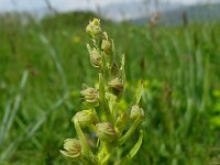 Dactylorhiza viridis 3, Groene nachtorchis, Saxifraga-Kees Laarhoven