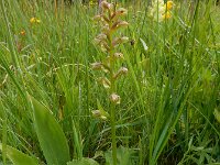 Dactylorhiza viridis 36, Groene nachtorchis, Saxifraga-Ed Stikvoort