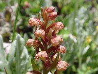 Dactylorhiza viridis 8, Groene nachtorchis, Saxifraga-Jan Willem Jongepier