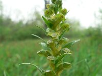 Dactylorhiza viridis 9, Groene nachtorchis, Saxifraga-Jan Willem Jongepier