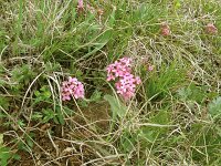 Daphne cneorum 7, Saxifraga-Hans Grotenhuis