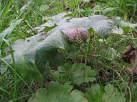 Darmera peltata