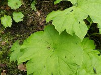 Darmera peltata 4, Saxifraga-Rutger Barendse