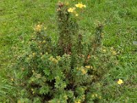 Dasiphora fruticosa 5, Struikganzerik, Saxifraga-Ed Stikvoort