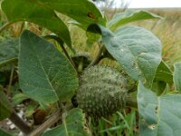 Datura innoxia 13, Saxifraga-Ed Stikvoort : s9900