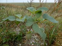 Datura innoxia 15, Saxifraga-Ed Stikvoort : A900