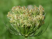 Daucus carota 68, Peen, Saxifraga-Sonja Bouwman