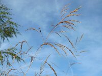 Deschampsia cespitosa 12, Ruwe smele, Saxifraga-Ed Stikvoort