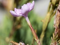 Dianthus fruticosus