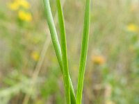 Dianthus giganteus 10, Hoofdjesanjer, Saxifraga-Rutger Barendse