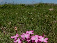 Dianthus raddeanus 6, Saxifraga-Ed Stikvoort