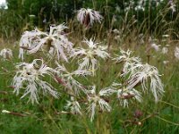 Dianthus superbus 3, Prachtanjer, Saxifraga-Jan Willem Jongepier