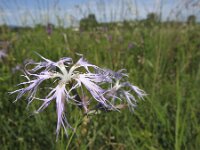 Dianthus superbus 6, Prachtanjer, Saxifraga-Rob Felix : Plantae, Plants, planten