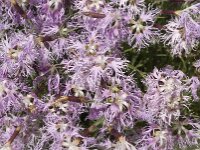 Dianthus superbus ssp speciosus 18, Prachtanjer, Saxifraga-Jan van der Straaten
