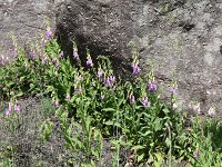 Digitalis thapsi 5, Saxifraga-Michiel Drok
