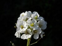 Diplotaxis erucoides, White Wall-rocket