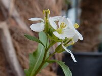 Diplotaxis erucoides 13, Saxifraga-Ed Stikvoort