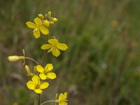Diplotaxis tenuifolia 28, Grote zandkool, Saxifraga-Jan van der Straaten