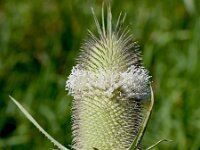 Dipsacus laciniatus, Cut-leaved Teasel