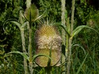 Dipsacus laciniatus 12, Slipbladkaardenbol, Saxifraga-Ed Stikvoort