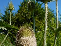 Dipsacus laciniatus 3, Slipbladkaardenbol, Saxifraga-Ed Stikvoort