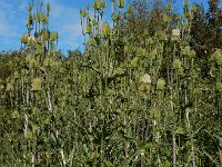 Dipsacus laciniatus 5, Slipbladkaardenbol, Saxifraga-Ed Stikvoort