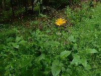 Doronicum austriacum 12, Saxifraga-Ed Stikvoort : Col de la Loge en Sagne Bourrue en La Pigne s9900