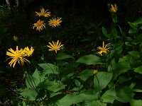 Doronicum austriacum 14, Saxifraga-Ed Stikvoort : 12 juni 2024 Col du Béal en richting Chamazel