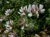 Dorycnium hirsutum 4, Saxifraga-Ed Stikvoort : W van Fiskardo s9900