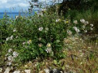 Dorycnium hirsutum 6, Saxifraga-Ed Stikvoort : W van Fiskardo s9900