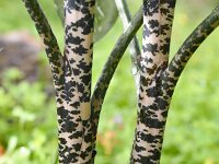Dracunculus vulgaris 11, Drakenwortel,  Saxifraga-Harry Jans