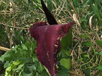 Dracunculus vulgaris 17, Drakenwortel,  Saxifraga-Harry Jans