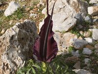 Dracunculus vulgaris 2, Drakenwortel,  Saxifraga-Willem van Kruijsbergen