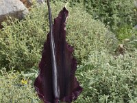 Dracunculus vulgaris 4, Drakenwortel,  Saxifraga-Willem van Kruijsbergen