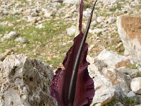 Dracunculus vulgaris 6, Drakenwortel,  Saxifraga-Jan van der Straaten