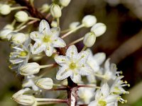 Drimia numidica 2, Saxifraga-Sonja Bouwman  Zee-ui - Drimia numidica - Asparagaceae familie