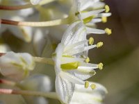 Drimia numidica 3, Saxifraga-Sonja Bouwman  Zee-ui - Drimia numidica - Asparagaceae familie
