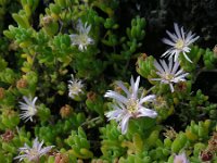 Drosanthemum floribundum 5, Saxifraga-Ed Stikvoort
