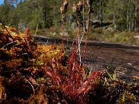 Drosera anglica 11, Lange zonnedauw, Saxifraga-Ed Stikvoort : Roholtfjellet s9900