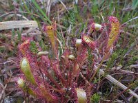 Drosera anglica 13, Lange zonnedauw, Saxifraga-Ed Stikvoort : veengebied west van An Spidéal
