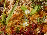 Drosera intermedia 123, Kleine zonnedauw, Saxifraga-Ed Stikvoort