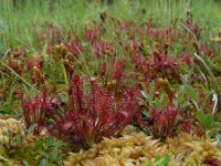 Drosera intermedia 124, Kleine zonnedauw, Saxifraga-Ed Stikvoort