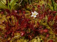 Drosera intermedia 125, Kleine zonnedauw, Saxifraga-Ed Stikvoort