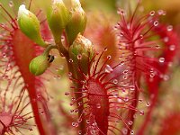 Drosera intermedia 126, Kleine zonnedauw, Saxifraga-Ed Stikvoort