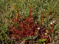 Drosera intermedia 129, Kleine zonnedauw, Saxifraga-Ed Stikvoort