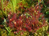 Drosera intermedia 41, Kleine zonnedauw, Saxifraga-Ed Stikvoort