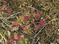 Drosera rotundifolia 22, Ronde zonnedauw, Saxifraga-Willem van Kruijsbergen
