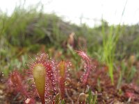 Drosera x obovata